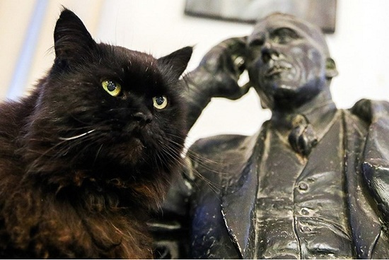 Tin thế giới - Những chú mèo 'gây sốt' khi được nhận làm 'nhân viên' tại bảo tàng Nga (Hình 13).
