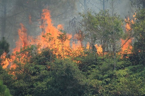 Tin trong nước - Hà Tĩnh: Cháy rừng liên tiếp, hơn 1.000 người tham gia dập lửa, di dời hơn 80 hộ dân