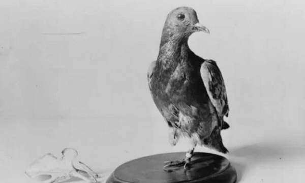 Tin thế giới - Chuyện thật không tưởng về chú chim bồ câu làm xoay chuyển cán cân lịch sử