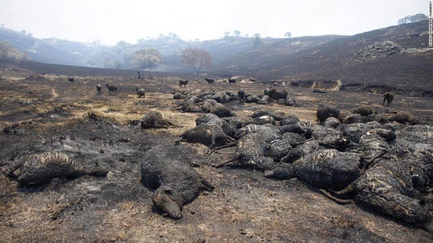 Tin thế giới - Những hình ảnh khiến người xem rớt nước mắt trong đại thảm họa cháy rừng ở Australia (Hình 15).