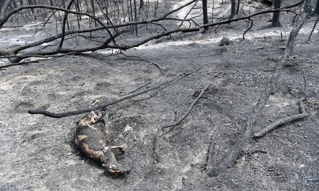 Tin thế giới - Những hình ảnh khiến người xem rớt nước mắt trong đại thảm họa cháy rừng ở Australia (Hình 10).
