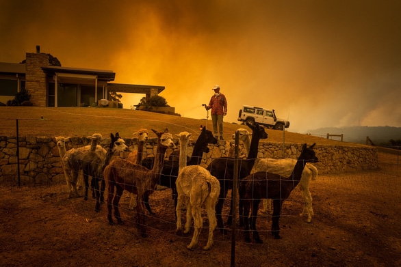 Tin thế giới - Những hình ảnh khiến người xem rớt nước mắt trong đại thảm họa cháy rừng ở Australia (Hình 13).