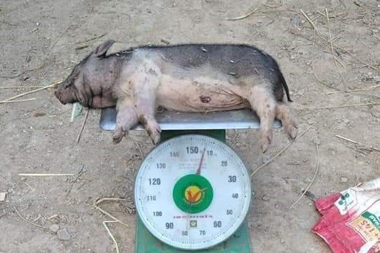 Tin trong nước - Người dân ngã ngửa khi lợn chính sách đắt đỏ vừa được cấp đã lăn ra chết