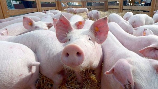 Kinh doanh - Bộ Nông nghiệp đồng ý đề xuất nhập khẩu lợn sống đẻ bình ổn giá thịt trong nước