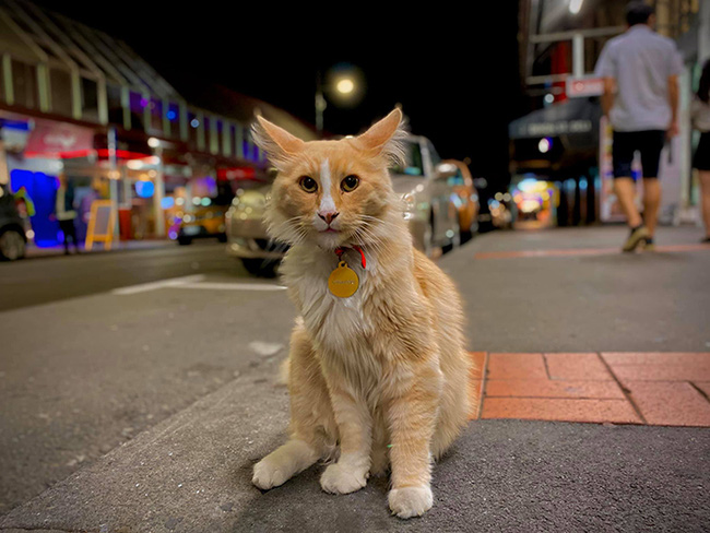 Tin thế giới - Chú mèo được đề cử giải 'Gương mặt của năm', cạnh tranh với Thủ tướng New Zealand 