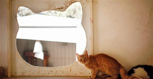 Tin thế giới - Ngạc nhiên vì số lượng mèo tại Cộng hòa Síp: Vượt qua cả số dân, xuất hiện khắp nơi