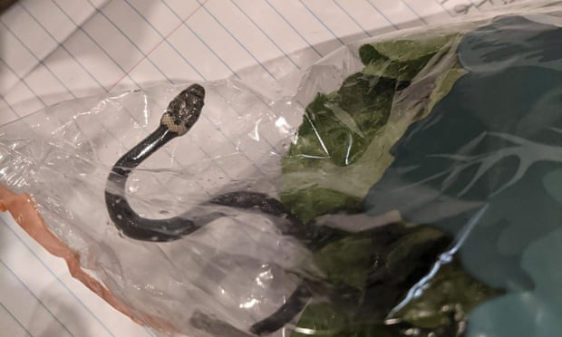 Đời sống - Hoảng hồn phát hiện rắn độc trong túi rau diếp mua tại siêu thị