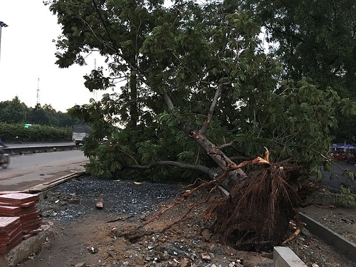 Tin tức - Gió lốc mạnh quét qua Sài Gòn, hàng loạt cây to gãy đổ (Hình 7).