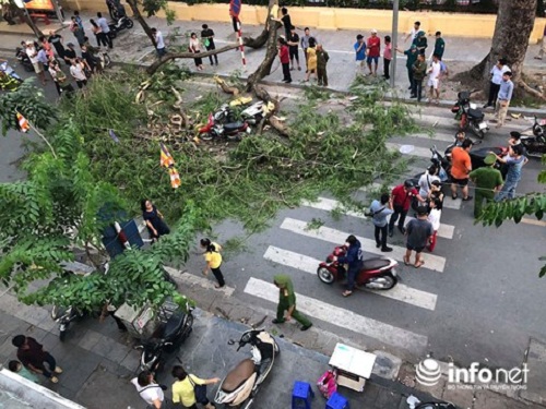 Tin tức - Hà Nội: Cây cổ thụ bỗng đổ kinh hoàng, xe đè bẹp, 5 người bị thương