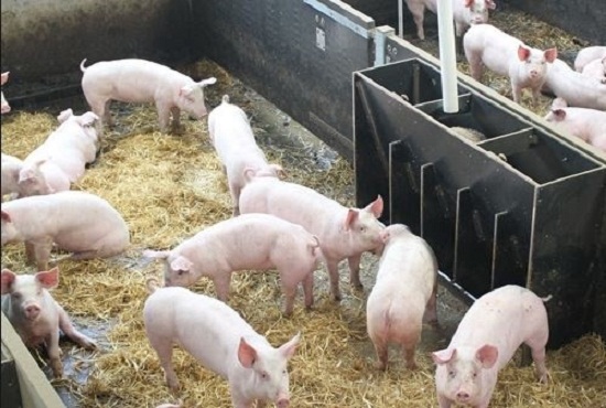 Tin tức - Công điện khẩn: Ngăn chặn bệnh Dịch tả lợn Châu Phi vào Việt Nam