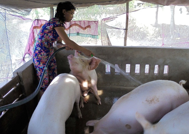 Tin trong nước - Cà Mau: Xuất hiện ổ dịch lở mồm long móng trên lợn tại một lò giết mổ