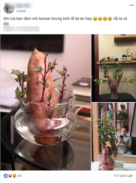 Tin tức - Dân mạng thích thú với nghệ thuật trồng ‘’khoai lang sai’’ phiên bản bonsai