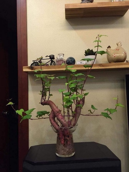Tin tức - Dân mạng thích thú với nghệ thuật trồng ‘’khoai lang sai’’ phiên bản bonsai (Hình 4).