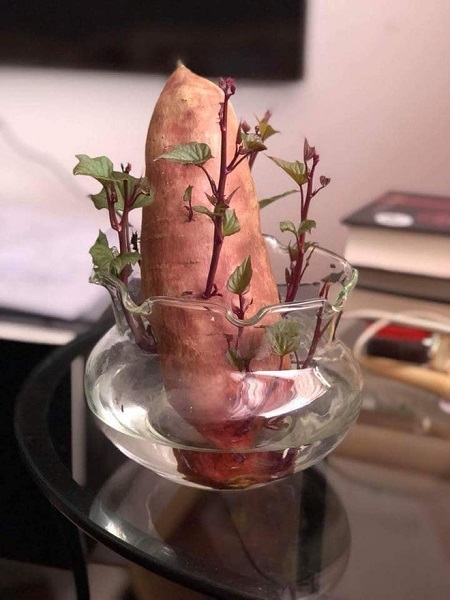 Tin tức - Dân mạng thích thú với nghệ thuật trồng ‘’khoai lang sai’’ phiên bản bonsai (Hình 3).