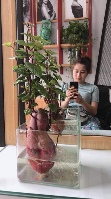 Tin tức - Dân mạng thích thú với nghệ thuật trồng ‘’khoai lang sai’’ phiên bản bonsai (Hình 2).