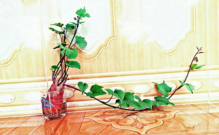 Tin tức - Dân mạng thích thú với nghệ thuật trồng ‘’khoai lang sai’’ phiên bản bonsai (Hình 6).