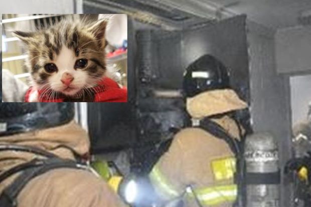 Tin thế giới - Chân dung 'siêu mèo phóng hỏa' đốt căn hộ, khiến 22 người phải sơ tán 
