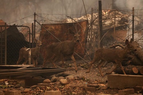 Tin thế giới - Thảm họa cháy rừng ở California: Khi thiên nhiên bị nhấn chìm trong biển khói lửa (Hình 7).