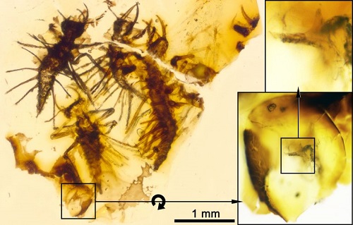 Tin thế giới - Phát hiện mảnh hổ phách 130 triệu năm tiết lộ cách trứng côn trùng cổ đại nở ra 