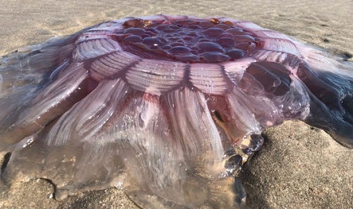 Tin thế giới - New Zealand: Tranh cãi ‘vật thể lạ’ là sứa khổng lồ hay sinh vật ngoài hành tinh