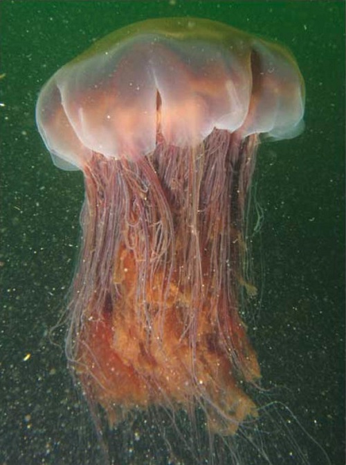 Tin thế giới - New Zealand: Tranh cãi ‘vật thể lạ’ là sứa khổng lồ hay sinh vật ngoài hành tinh (Hình 2).
