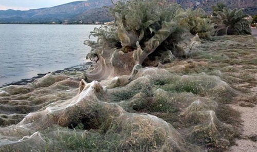 Tin thế giới - Mạng nhện khổng lồ dài hơn 300 mét xuất hiện ở Hy Lạp (Hình 2).