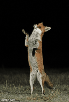 Tin thế giới - Hài hước chú cáo đỏ đứng bằng hai chân sau, thể hiện kỹ năng nhảy múa trong đêm khuya 