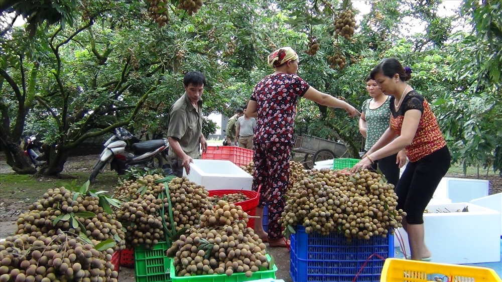 Quyền lợi tiêu dùng - Xã Bình Kiều (Khoái Châu, Hưng Yên): Tích cực hoàn thiện, cán đích nông thôn mới