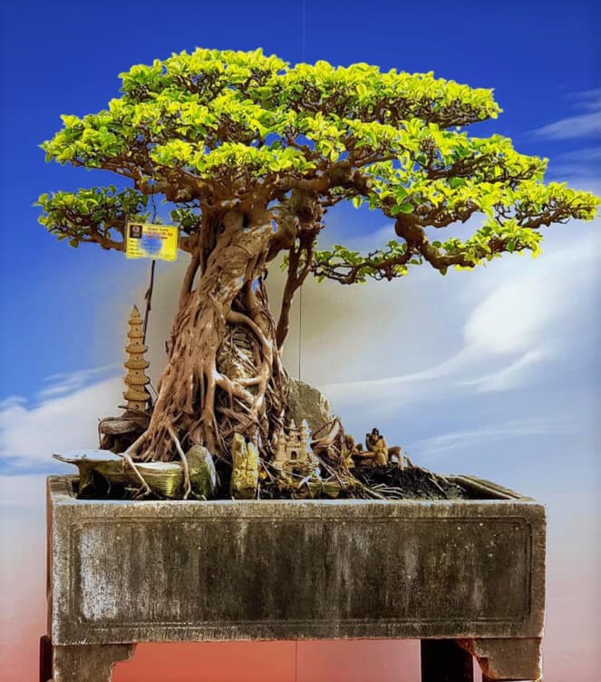 Xã hội - Hội nhập cây cảnh nghệ thuật, bonsai Quốc tế: Cách tiếp cận nào phù hợp với Việt Nam (Hình 7).