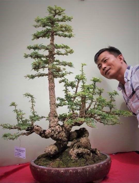 Xã hội - Hội nhập cây cảnh nghệ thuật, bonsai Quốc tế: Cách tiếp cận nào phù hợp với Việt Nam (Hình 11).