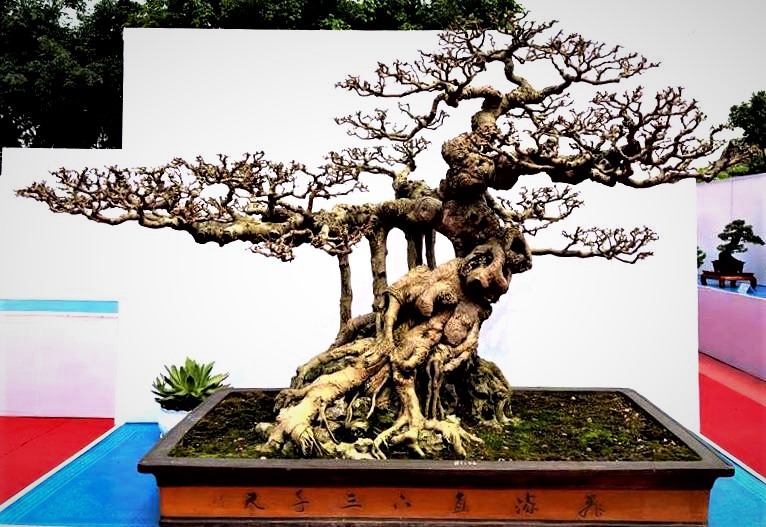 Xã hội - Hội nhập cây cảnh nghệ thuật, bonsai Quốc tế: Cách tiếp cận nào phù hợp với Việt Nam (Hình 3).
