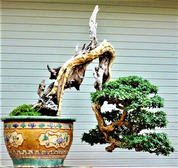 Xã hội - Hội nhập cây cảnh nghệ thuật, bonsai Quốc tế: Cách tiếp cận nào phù hợp với Việt Nam (Hình 15).