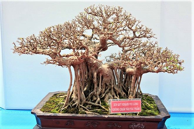 Xã hội - Hội nhập cây cảnh nghệ thuật, bonsai Quốc tế: Cách tiếp cận nào phù hợp với Việt Nam (Hình 8).