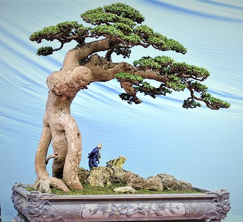 Xã hội - Hội nhập cây cảnh nghệ thuật, bonsai Quốc tế: Cách tiếp cận nào phù hợp với Việt Nam (Hình 17).