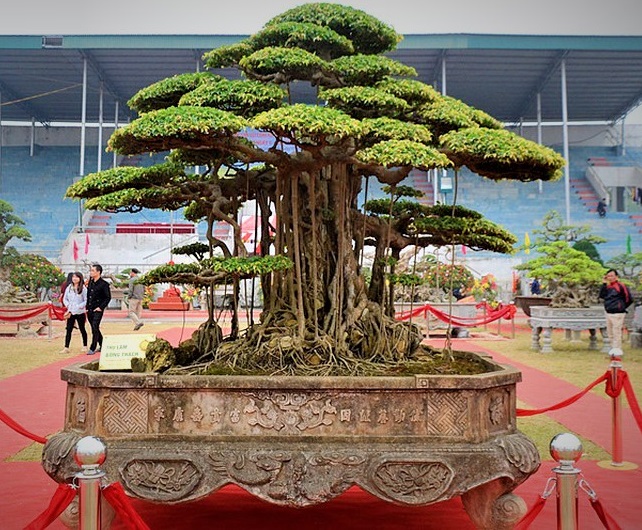 Xã hội - Hội nhập cây cảnh nghệ thuật, bonsai Quốc tế: Cách tiếp cận nào phù hợp với Việt Nam (Hình 14).