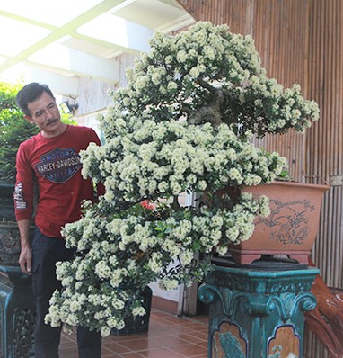 Xã hội - Hội nhập cây cảnh nghệ thuật, bonsai Quốc tế: Cách tiếp cận nào phù hợp với Việt Nam (Hình 6).