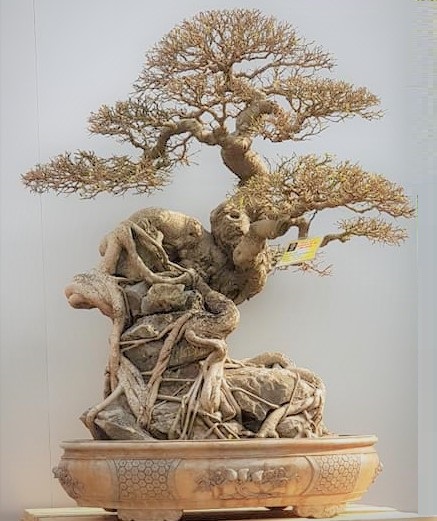 Xã hội - Hội nhập cây cảnh nghệ thuật, bonsai Quốc tế: Cách tiếp cận nào phù hợp với Việt Nam (Hình 9).