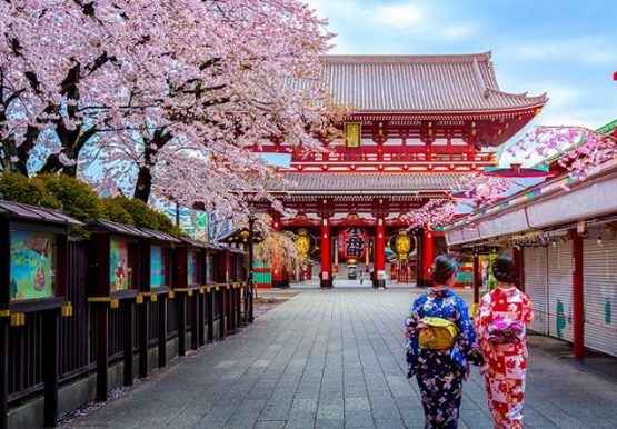 Xã hội - Tour Nhật Bản - Ngắm hoa anh đào dịp tết canh tý 2020