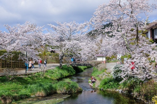 Xã hội - Tour Nhật Bản - Ngắm hoa anh đào dịp tết canh tý 2020 (Hình 3).