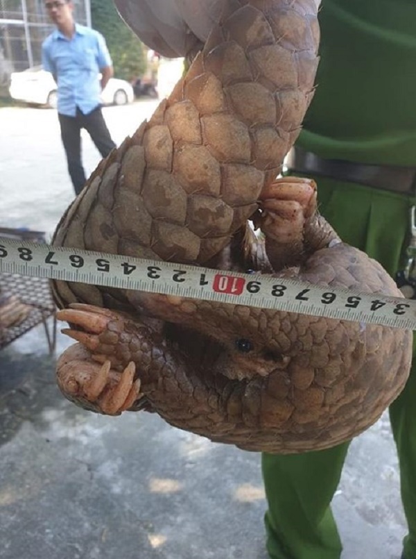 Tin trong nước - Hà Tĩnh: Phát hiện, bắt giữ xe khách vận chuyển trái phép tê tê, rùa cùng hơn 4 tạ gỗ quý