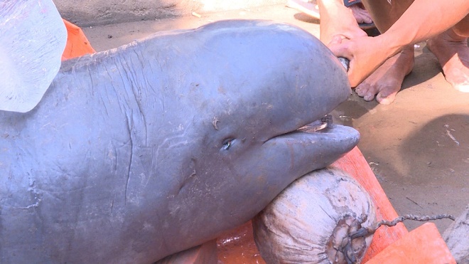 Tin trong nước - Cá lạ nặng 150kg được bắt trên sông Cổ Chiên là loài đã tuyệt chủng tại Việt Nam