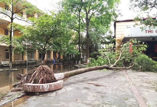 Tin trong nước - Hà Nội: Cây xà cừ trong cơ sở giáo dục bật gốc đổ sau trận mưa lớn