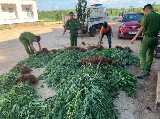 Tin trong nước - Người đàn ông trồng 500 cây cần sa rải rác trên 1ha đất rẫy cà phê khai gì?