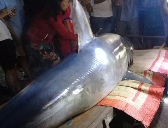 Tin trong nước - Cá mập xanh nặng hơn 2 tạ, dài gần 3 mét trôi dạt vào bờ biển Quảng Trị