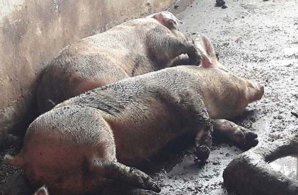 Tin trong nước - Bình Dương: Lợn bỗng dưng chết hàng loạt, nghi bị dịch tả lợn Châu Phi