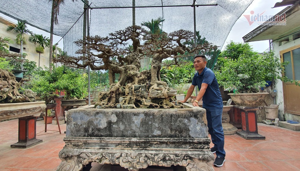 Kinh doanh - Siêu cây 'Ngai vàng đất Việt” hàng chục tỷ đồng khiến giới chơi cây 'sửng sốt'