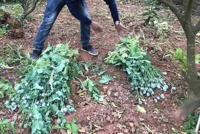 Tin trong nước - Hàng loạt người dân ở Bắc Giang trồng thuốc phiện tại nhà để làm rau ăn, chăn nuôi