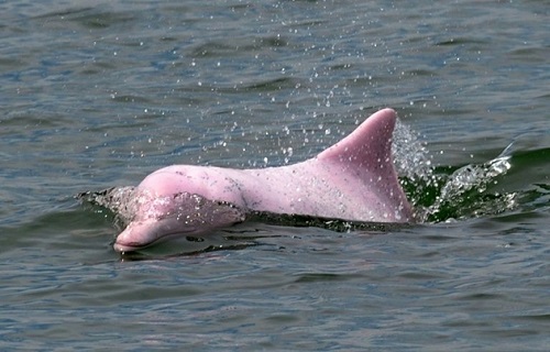 Tin thế giới - Đàn cá heo hồng cực hiếm bất ngờ xuất hiện trở lại tại Trung Quốc
