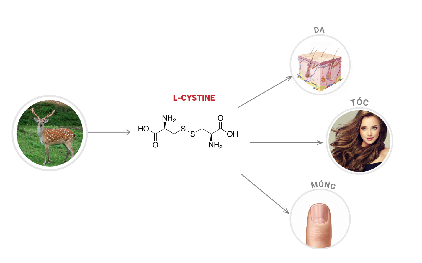 Y tế - Nano L-Cystine siêu phân tử, hoạt chất thế hệ mới trong ngành công nghiệp làm trắng da