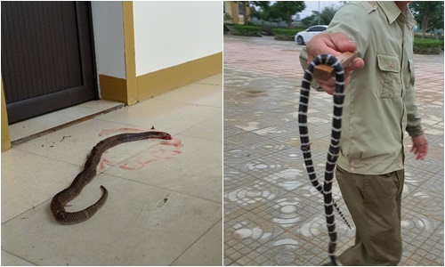 Tin trong nước - Nước lũ rút ở Hà Tĩnh: Văn phòng xuất hiện rắn độc, côn trùng bò khắp trường học